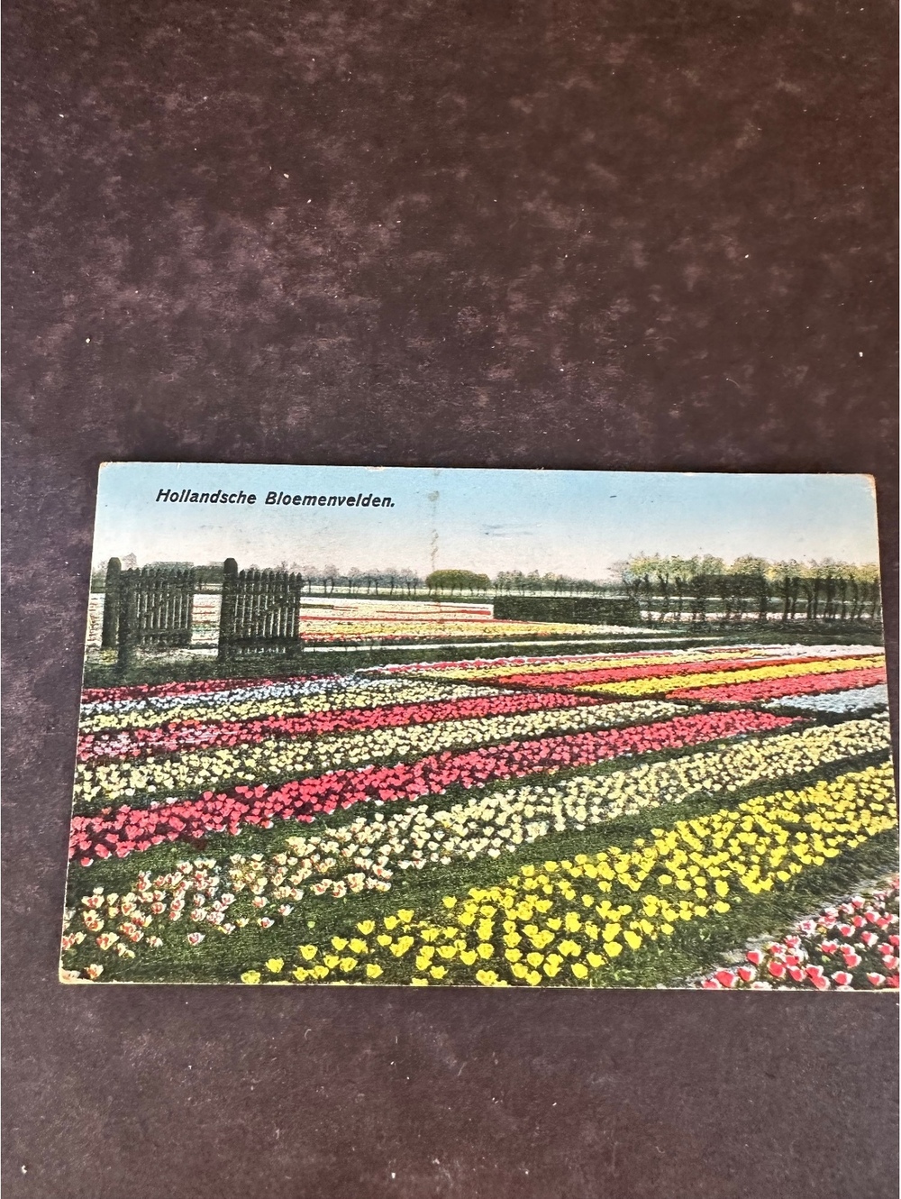 1929 Holland Flower Fields Postcard Amsterdam 7.5 Cent Stamp Netherlands